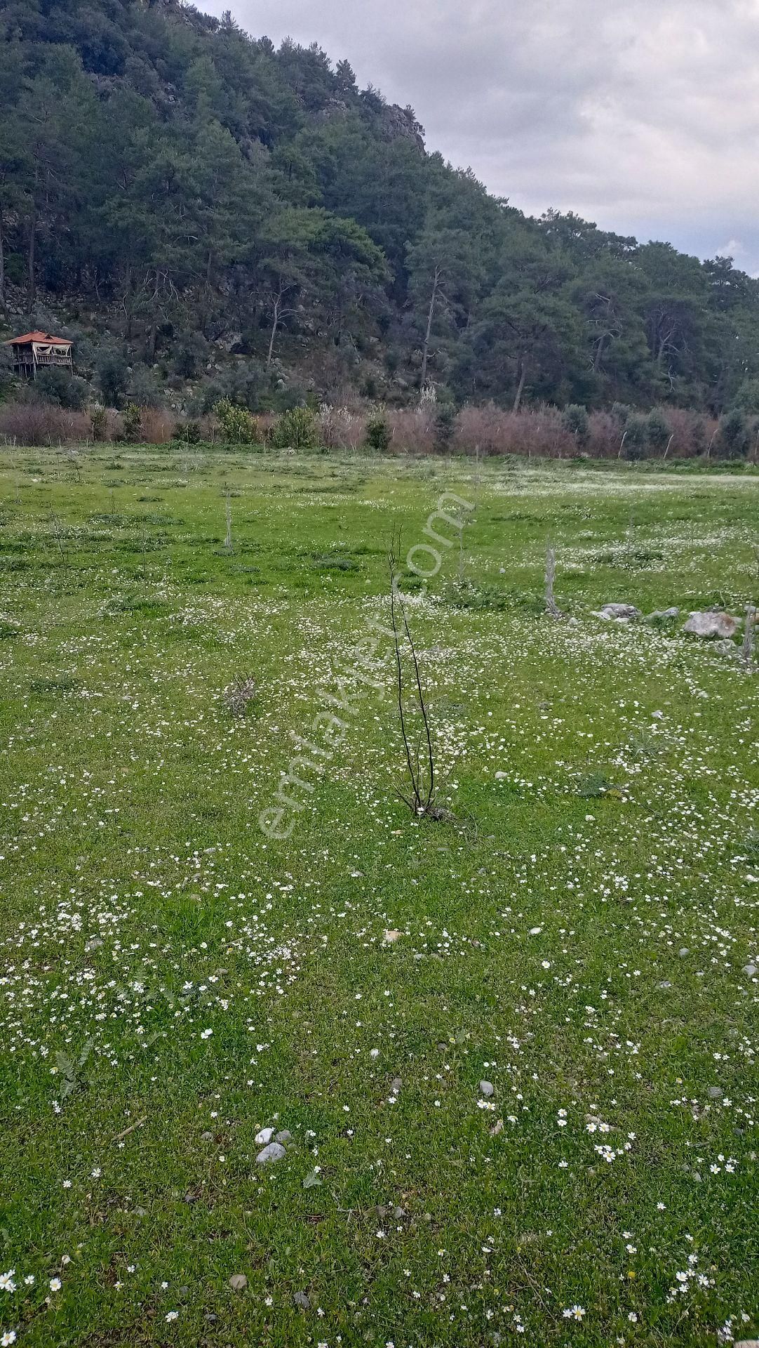 Muğla Ortaca Mergenli Aşı Koyu Yolunda Satılık Tarla - Görsel 3