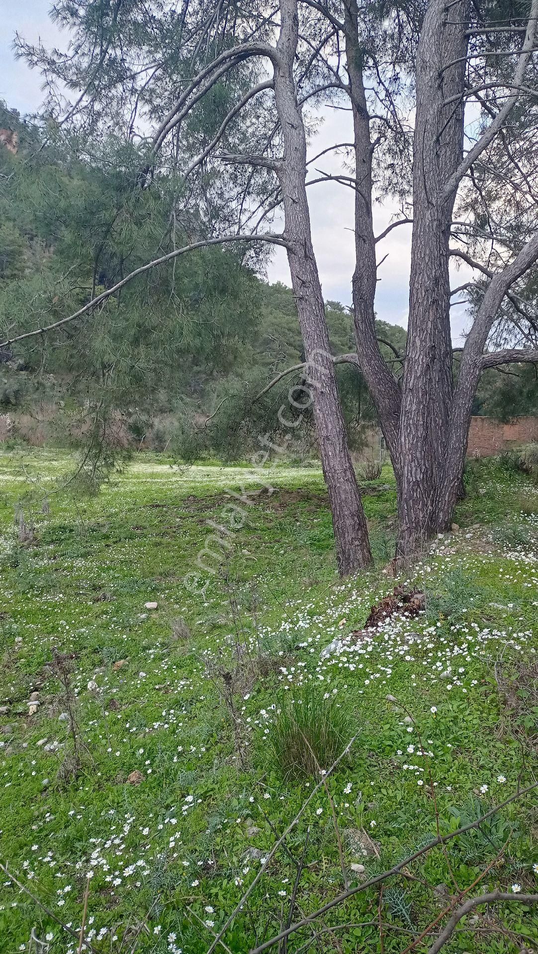 Muğla Ortaca Mergenli Aşı Koyu Yolunda Satılık Tarla - Görsel 8