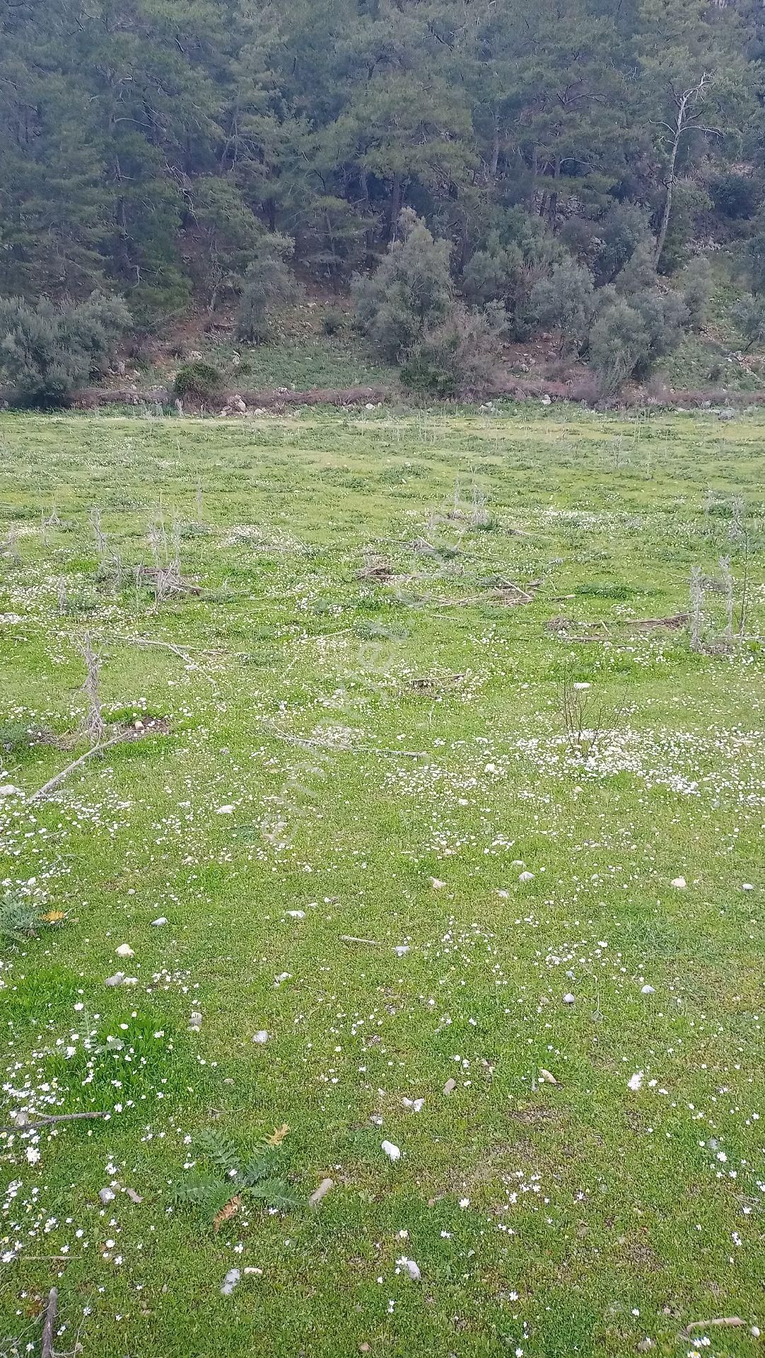 Muğla Ortaca Mergenli Aşı Koyu Yolunda Satılık Tarla - Görsel 6