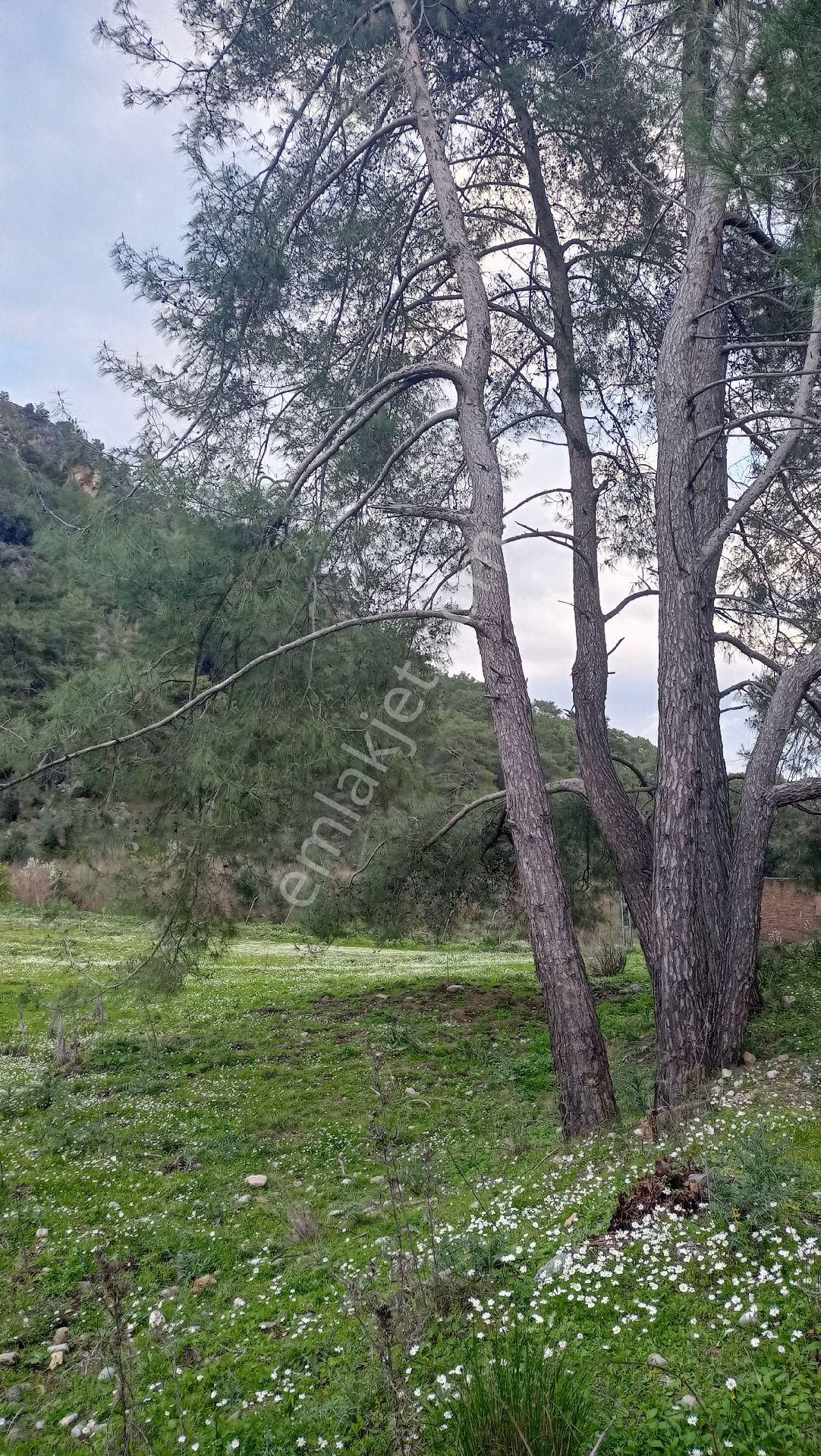 Muğla Ortaca Mergenli Aşı Koyu Yolunda Satılık Tarla - Görsel 9