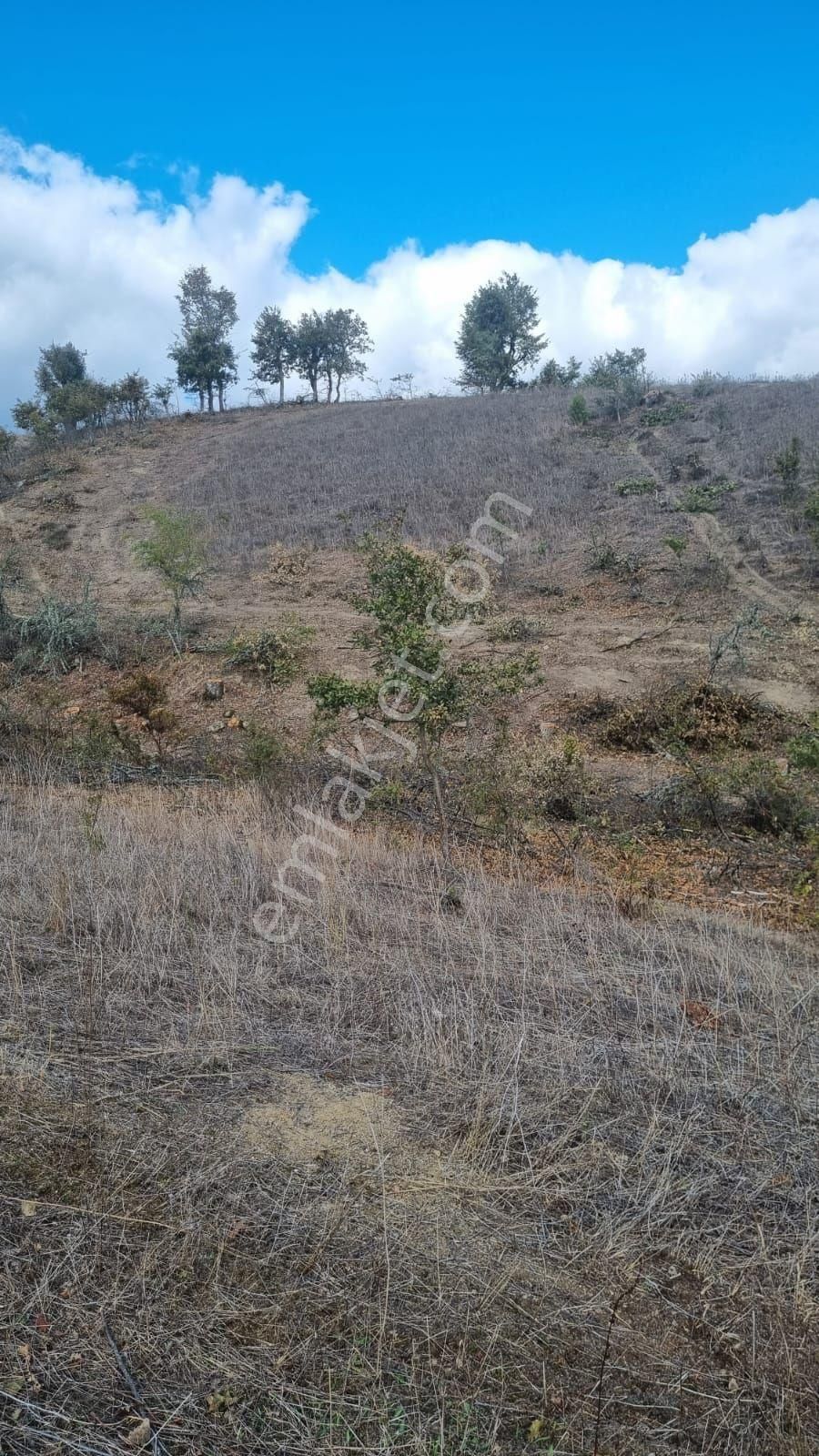 Yenice Sofular Köyü Satılık Tarla Çanakkale yenice sofular köyünde satılık tarla 