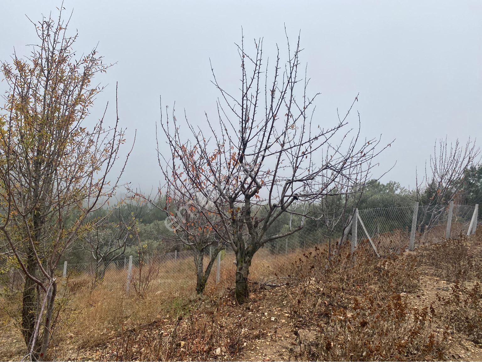 Kemalpaşa Damlacık Satılık Tarla Damlacıkta Tek Tapu müstakil parsel