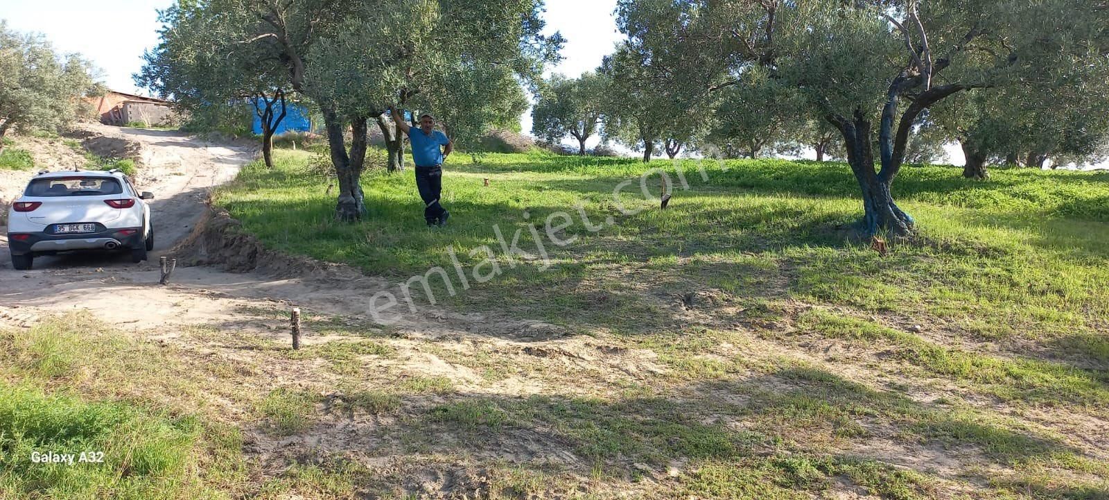 Saruhanlı Pınarbaşı Satılık Konut İmarlı Manisa Saruhanlı Pınarbaşı Köyü Kesik Niteliğinde Satılık Arsa