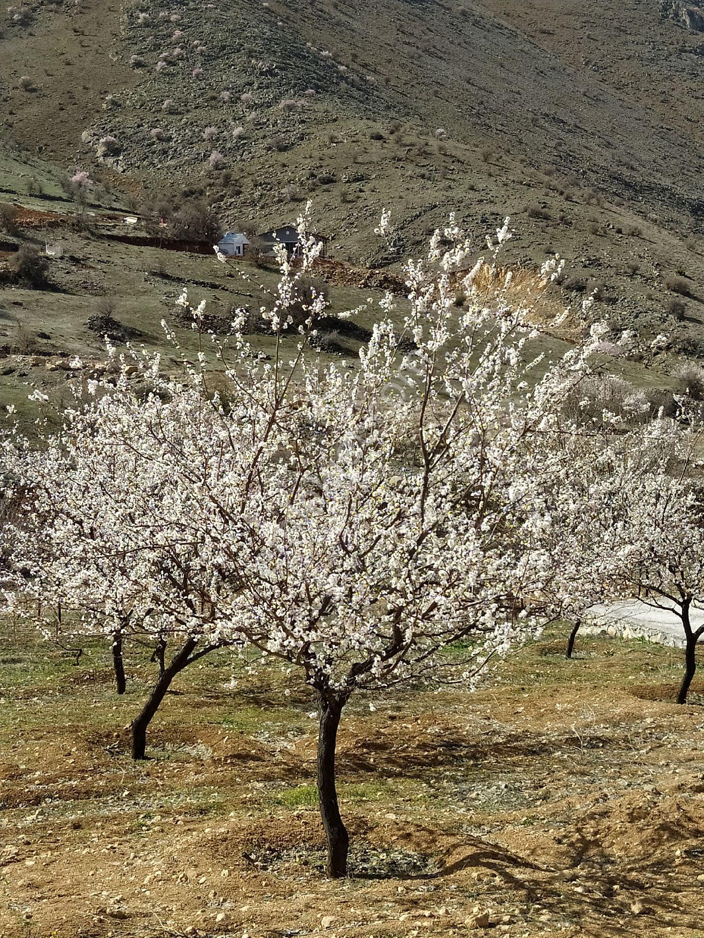 Malatya Konak'ta Bahçe - Görsel 13