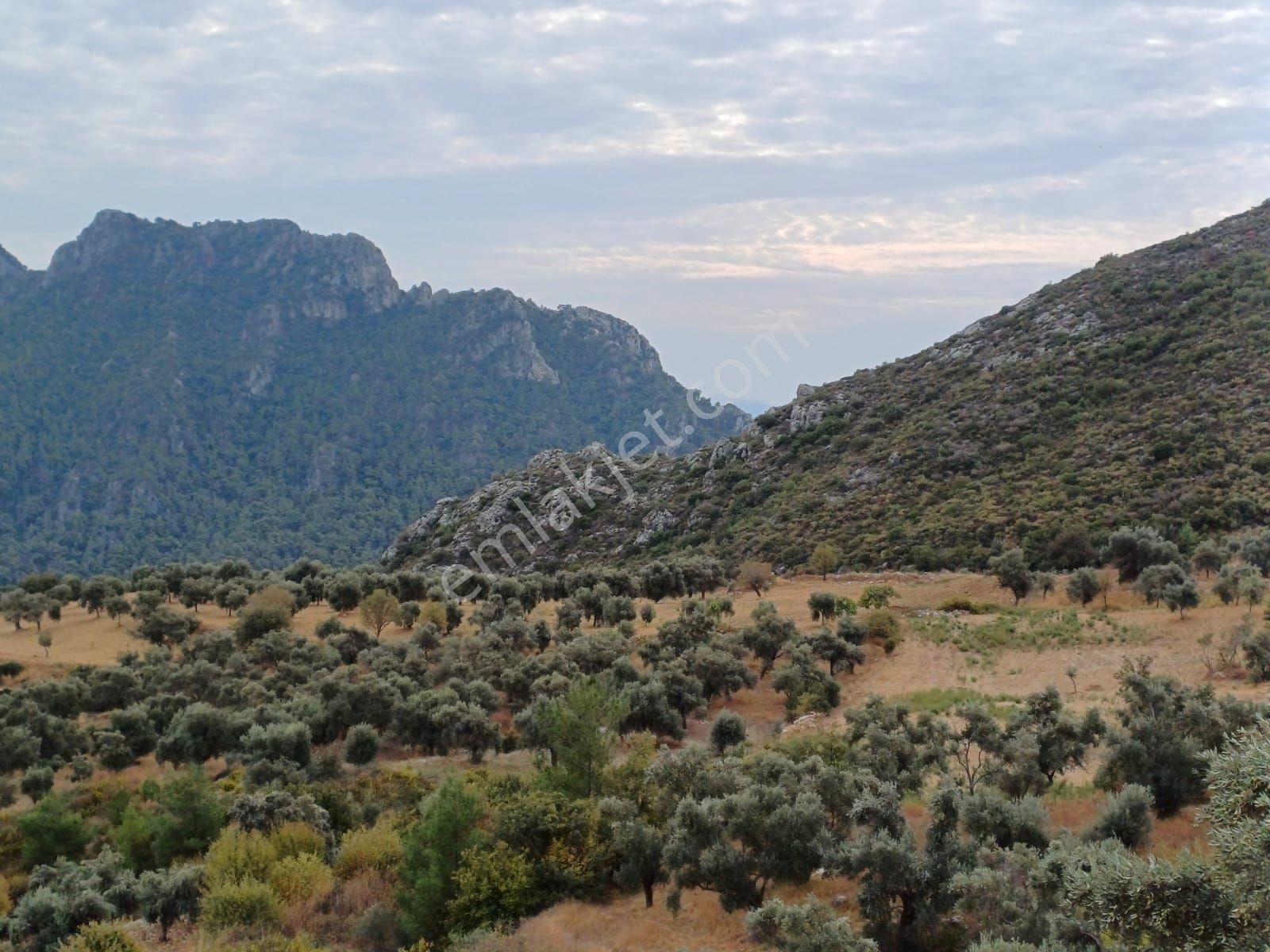 Milas Çamlıca Satılık Zeytinlik Anayol Kenarı Zeytinli Tarla