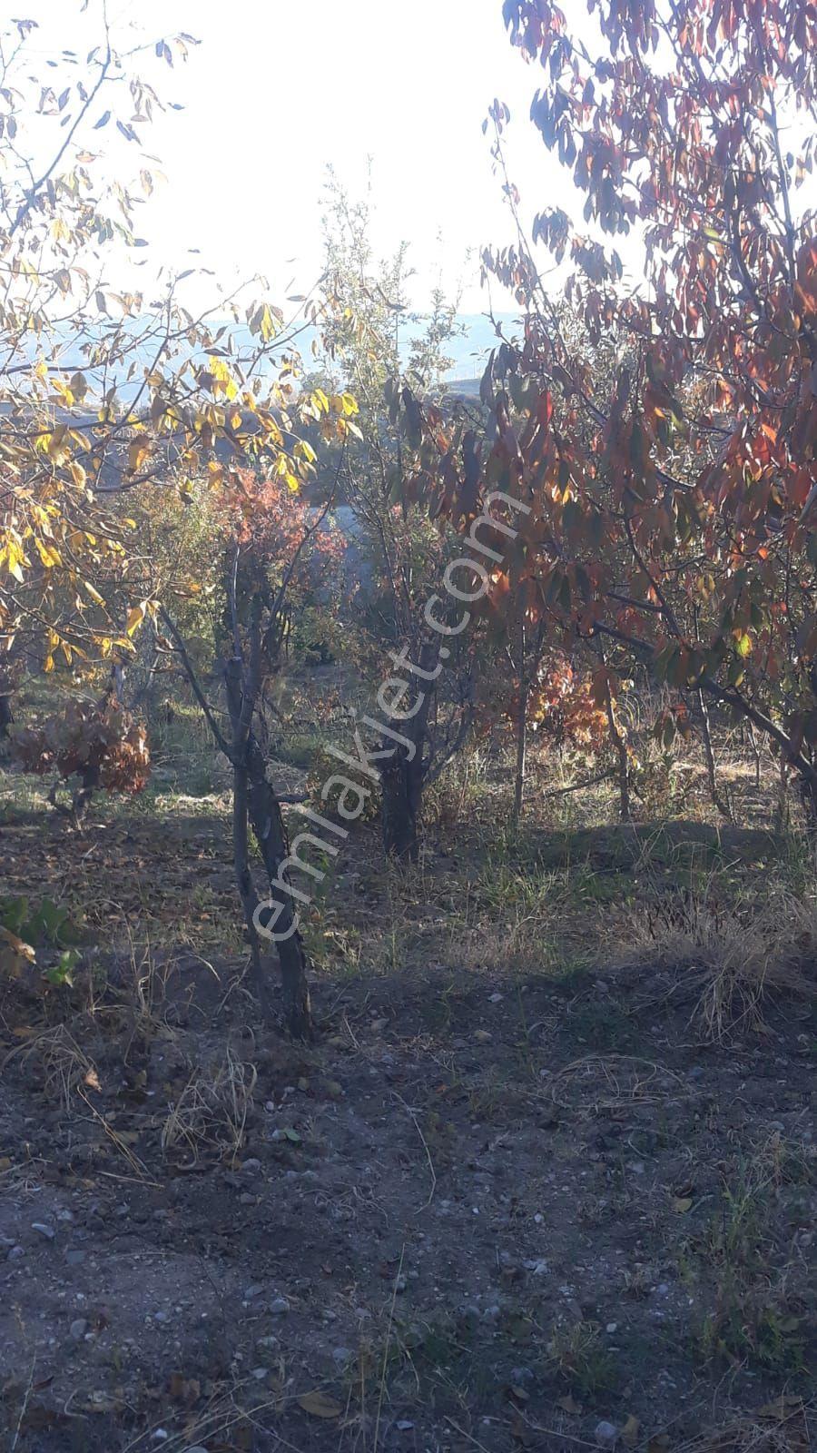 Bol Meyveli Verimli Toprak Yola, Suya Yakın - Görsel 5