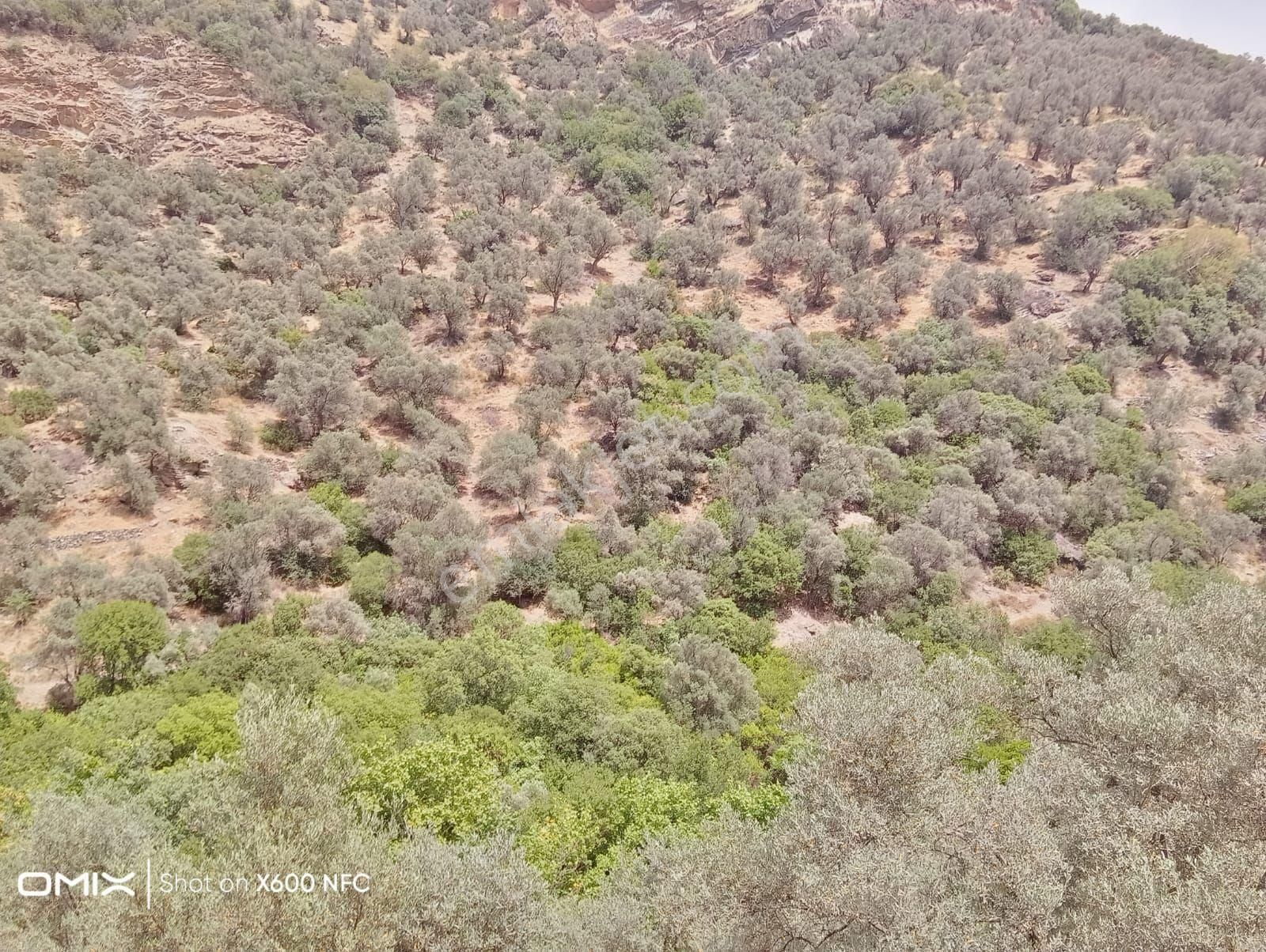 Sultanhisar Malgaçmustafa Satılık Bağ & Bahçe Sultanhisar'da Satılık Zeytin Bahçesi