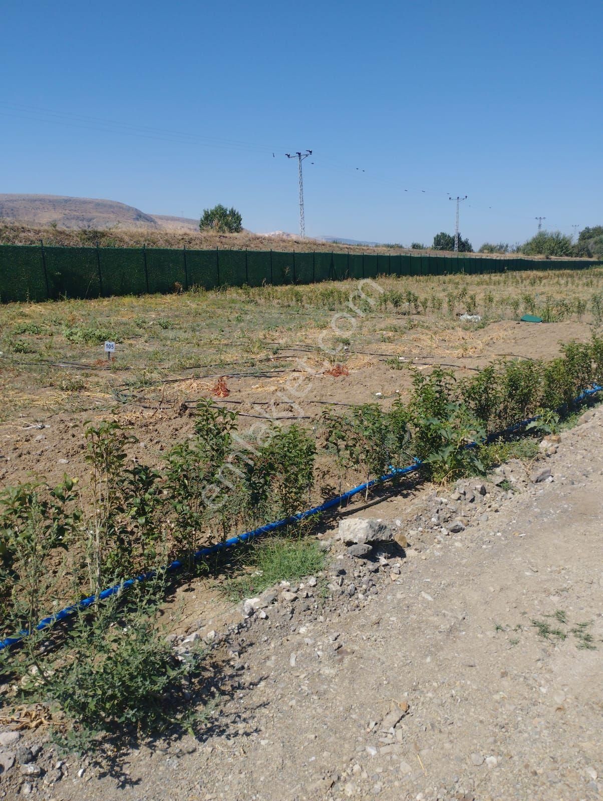 Amasya Suluova Harmanağılı 500 M2 Satılık Kooperatif Hissesi - Görsel 2