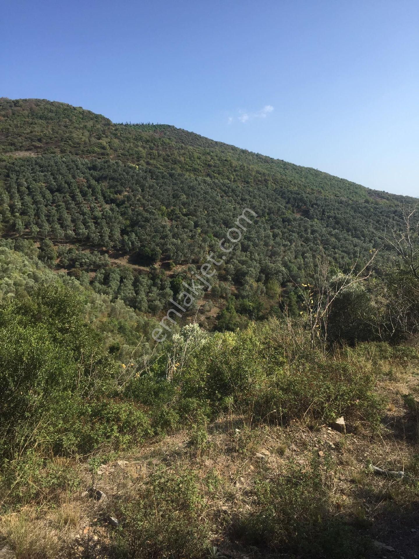 Orhangazi Çakırlı Satılık Zeytinlik göl manzaralı 