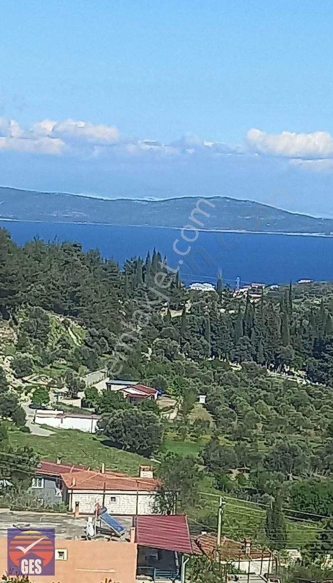 Karaburun Mordoğan Satılık Zeytinlik Deniz Manzaralı Merkeze Yakın Uygun Zeytinlik