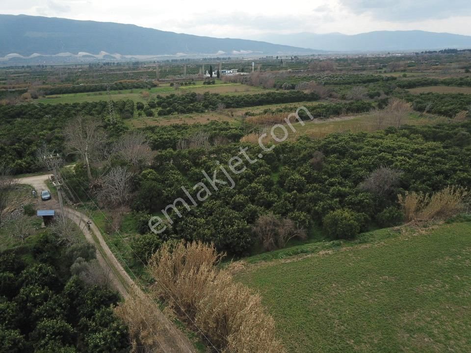 Kuyucak Beşeylül Satılık Bağ & Bahçe Kuyucak Beş Eylül Köyünde 450 M2 Müstakil Tek Tapu Portakal Bahçesi