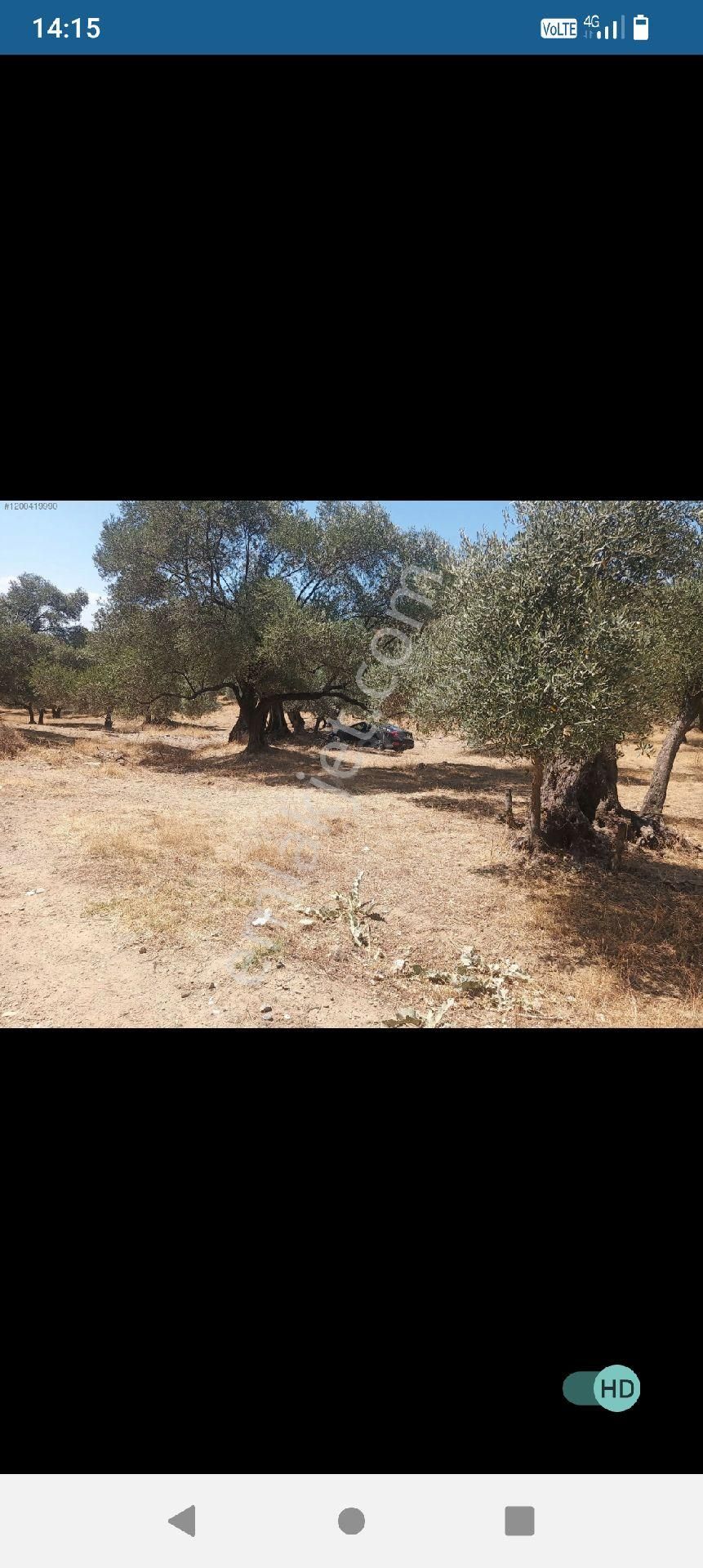 14 Bin M2merkezde Satılık Zeytinlik Arazisi - Görsel 4