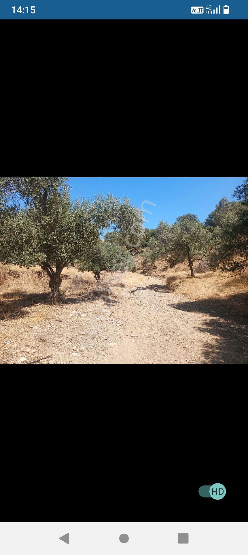14 Bin M2merkezde Satılık Zeytinlik Arazisi - Görsel 5