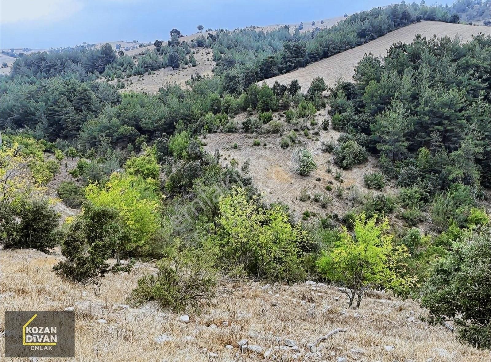 Kozan Akdam Satılık Tarla Kozan Divan Emlak'tan Akdam'da 7 Dönüm Satılık Tarla