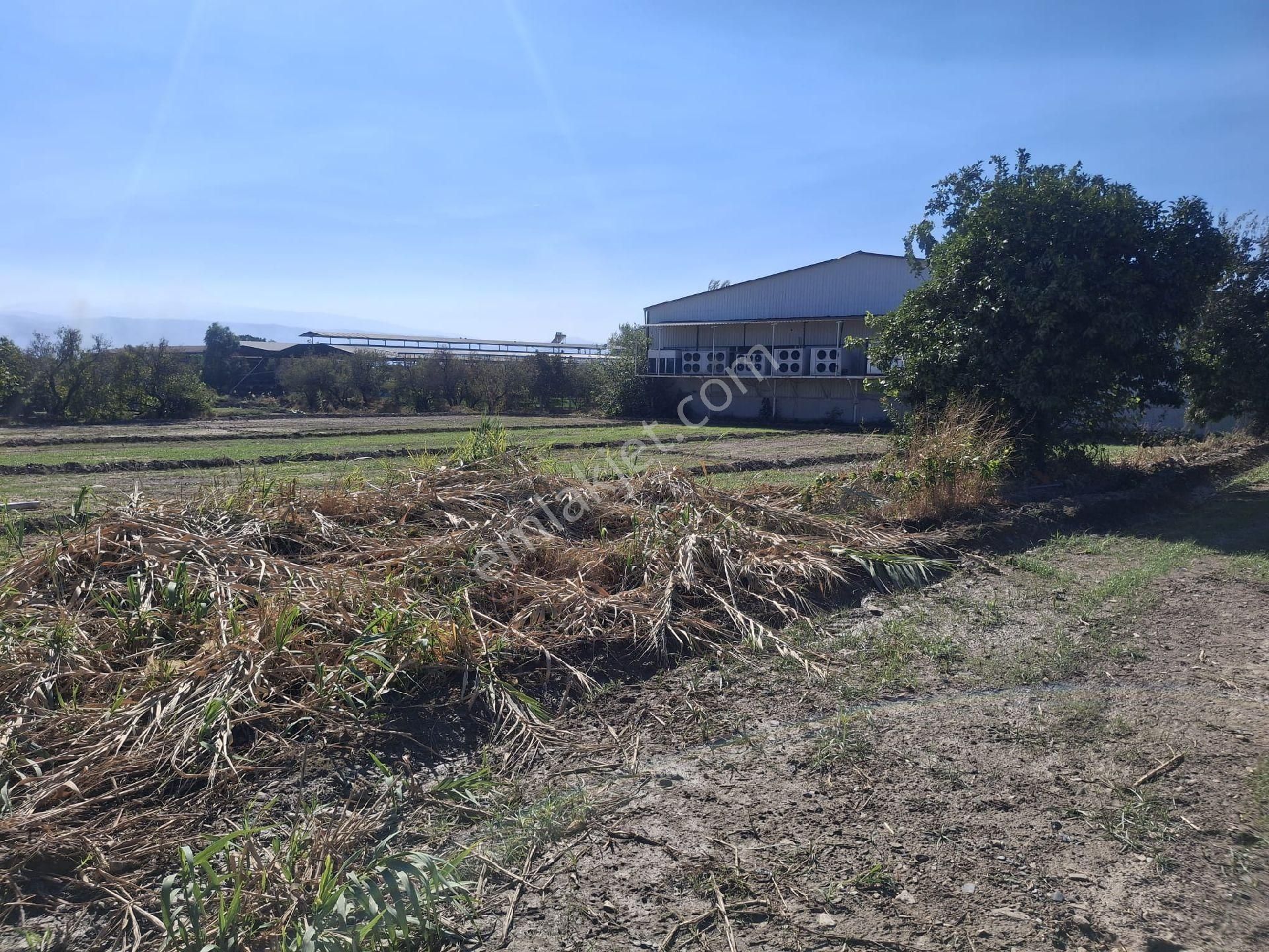 Sultanhisar Eskihisar Satilik Bahçe - Görsel 12