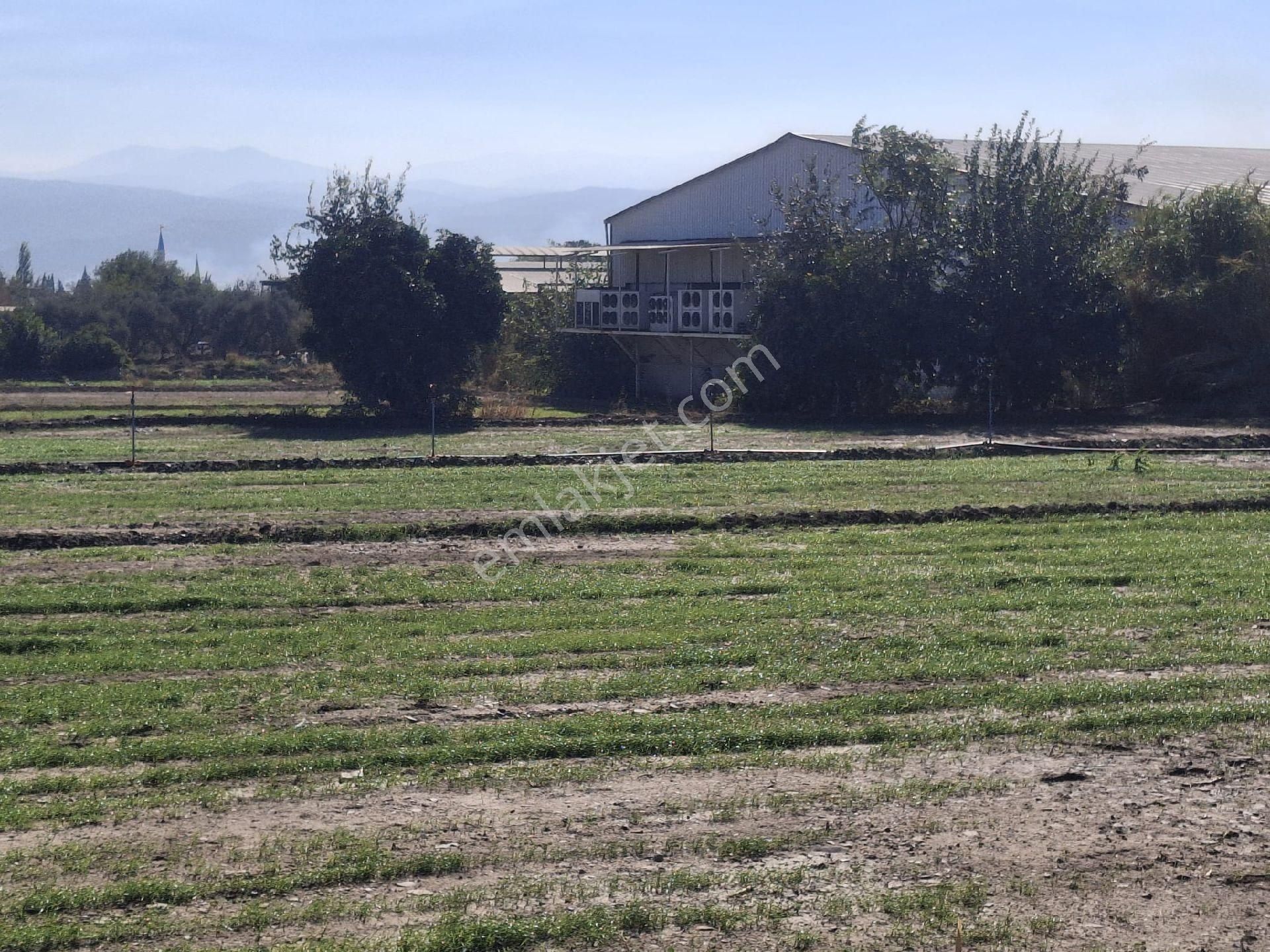 Sultanhisar Eskihisar Satilik Bahçe - Görsel 13