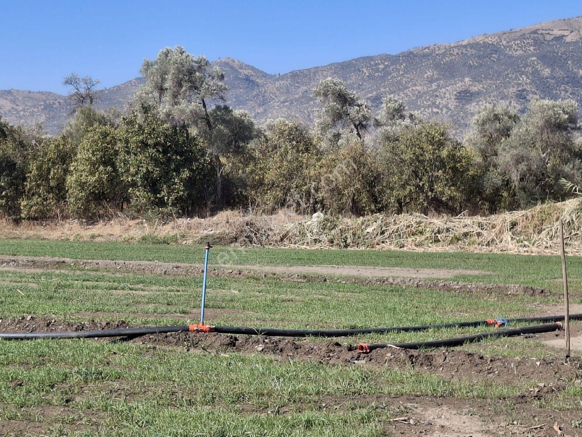 Sultanhisar Eskihisar Satilik Bahçe - Görsel 2