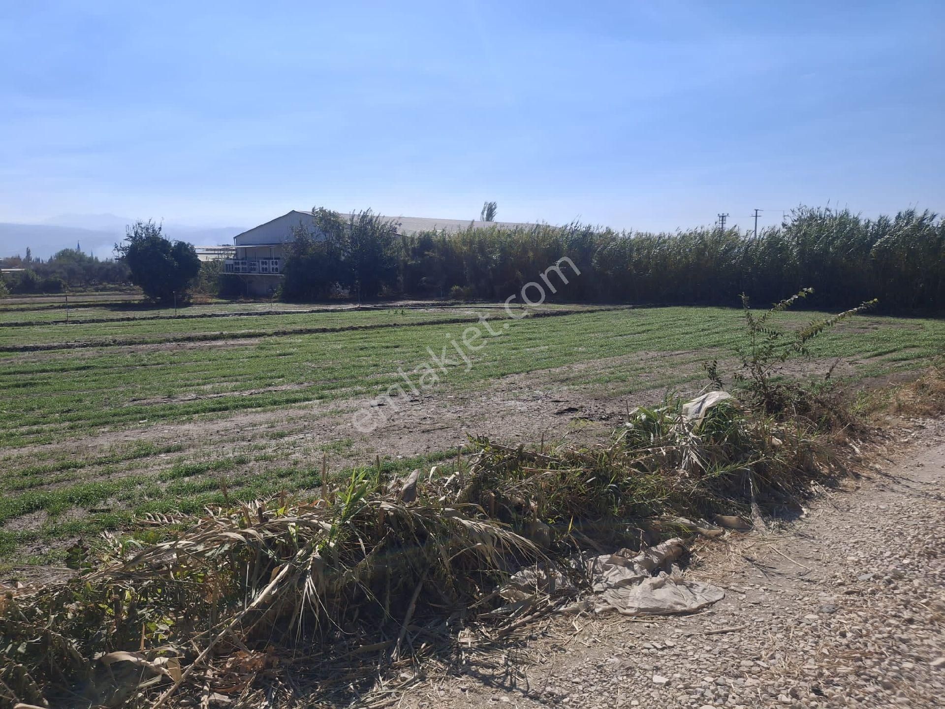 Sultanhisar Eskihisar Satilik Bahçe - Görsel 15