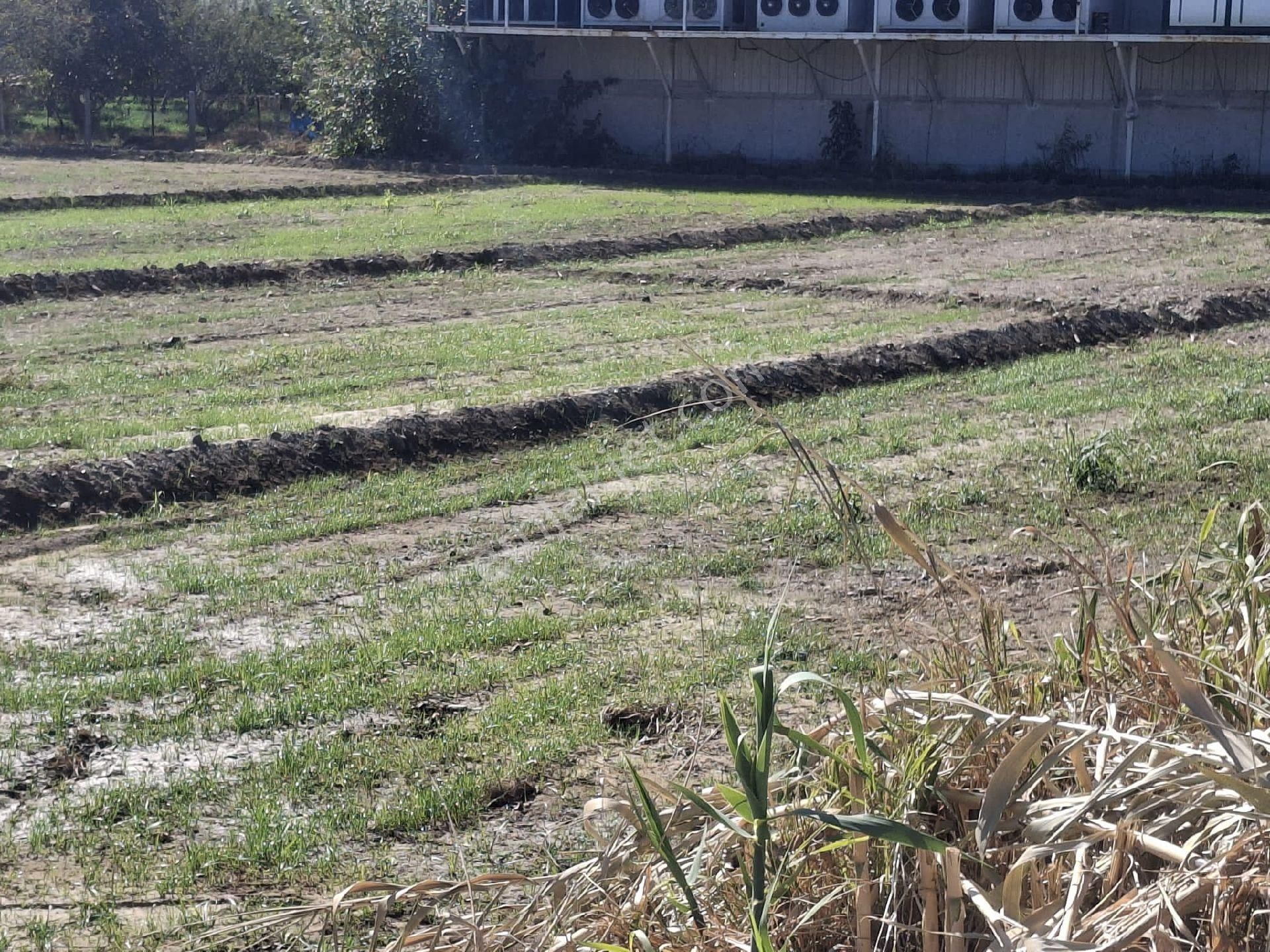 Sultanhisar Eskihisar Satilik Bahçe - Görsel 6