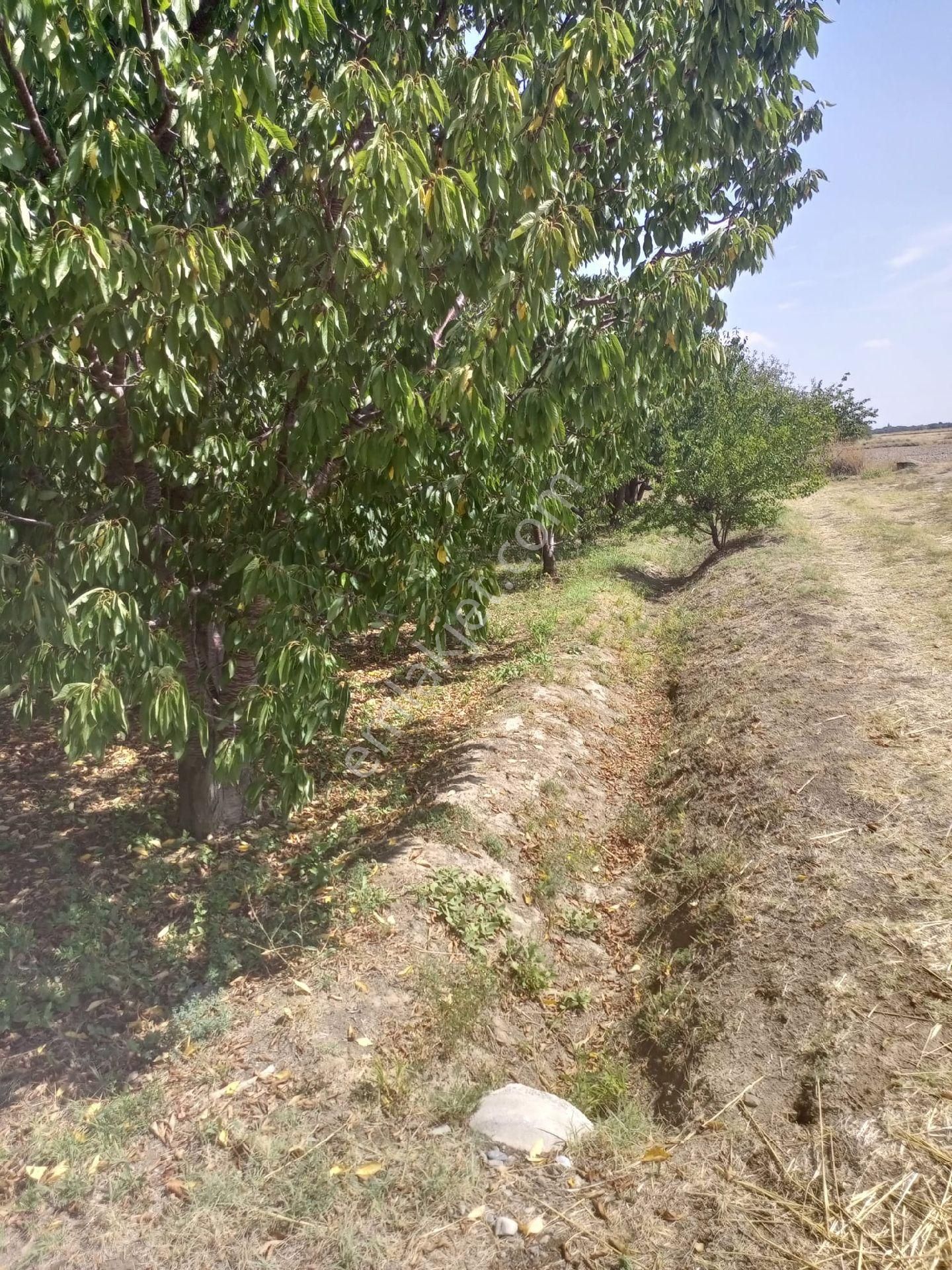 Çay Deresinek Köyü (Gündoğdu) Satılık Tarla Afyon Emlak Ofisi Den Satılık Tarla