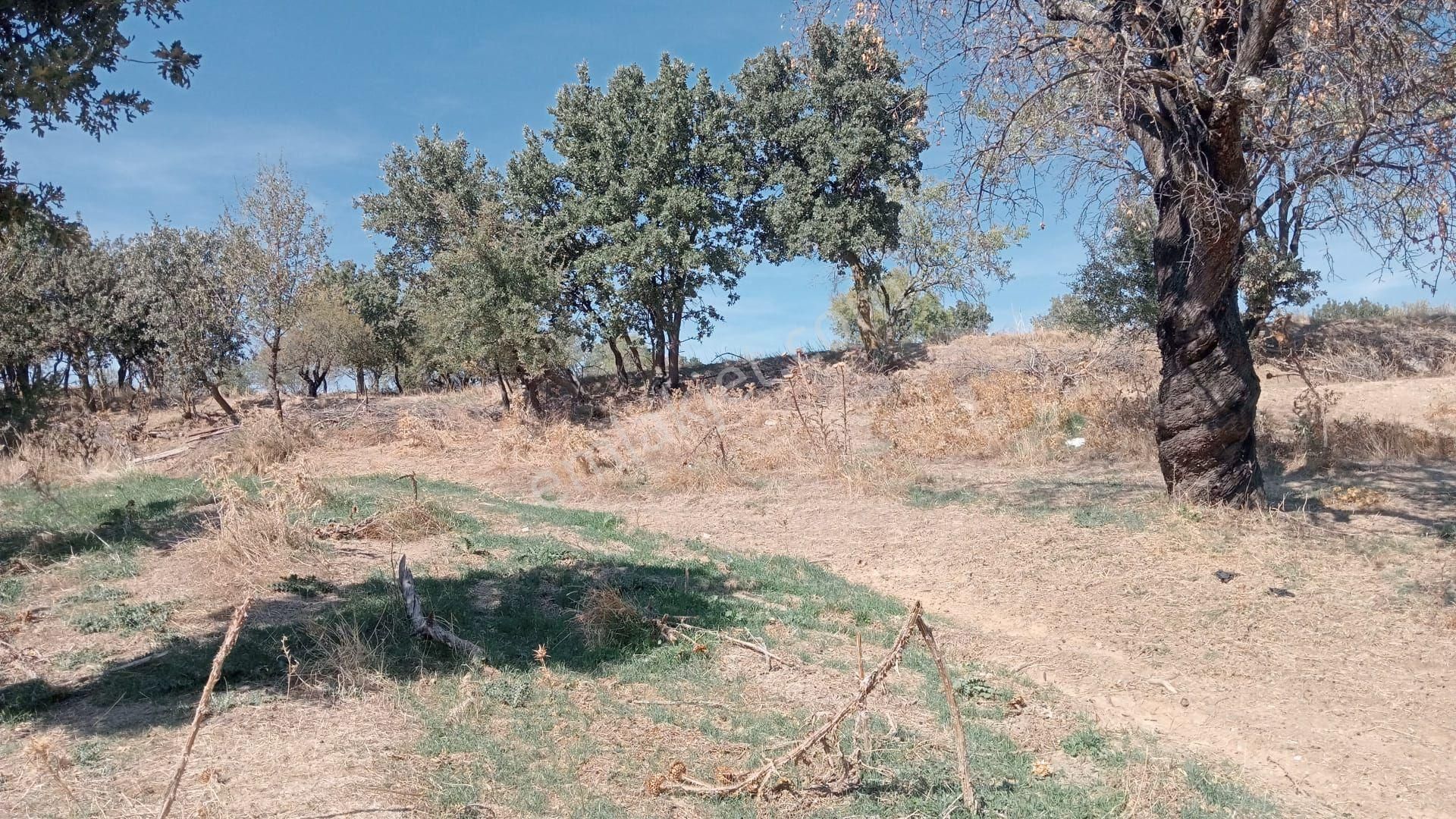 Çanakkale Merkez Salihler Köyü Satılık Tarla ÇANAKKALE MERKEZ SALİHLER KÖYÜNDE ÇOK GÜZEL ACİLL SATILIK TARLA 