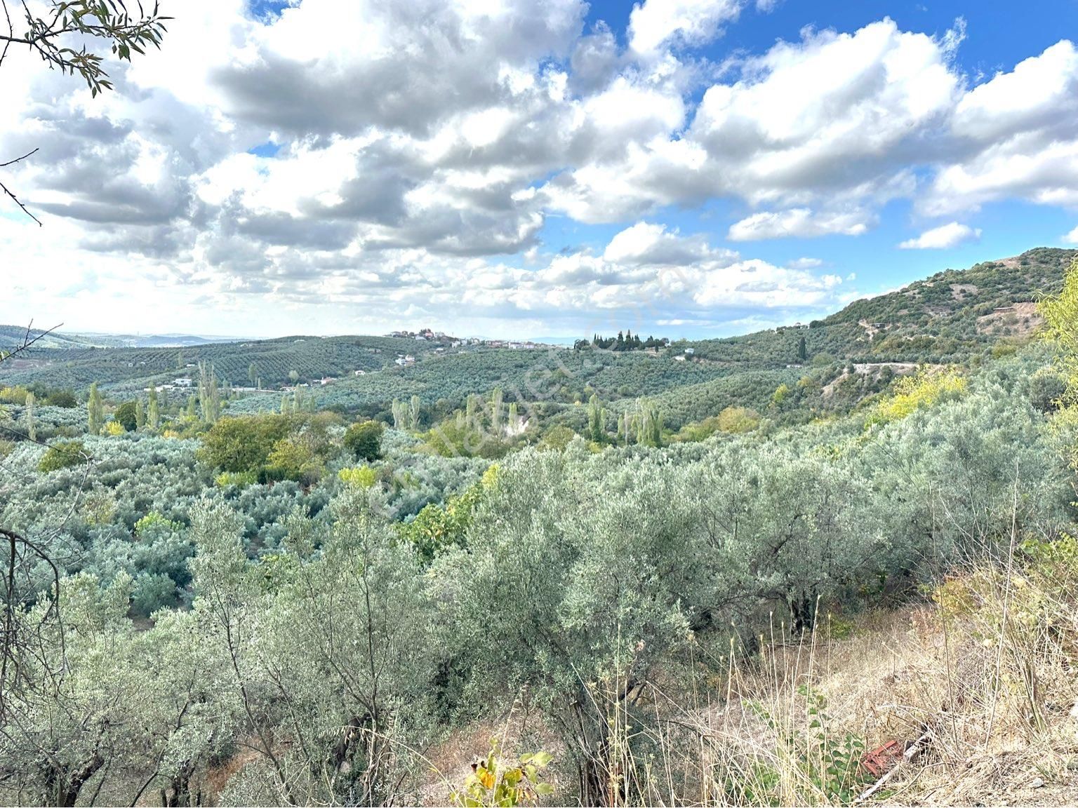 Tırpan Gayrimenkulden Mirzaobada 395m2 Yola Cephe Köye Yakın Zeytinlik - Görsel 4