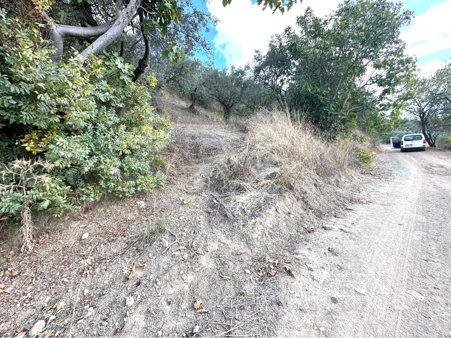 Tırpan Gayrimenkulden Mirzaobada 395m2 Yola Cephe Köye Yakın Zeytinlik - Görsel 3