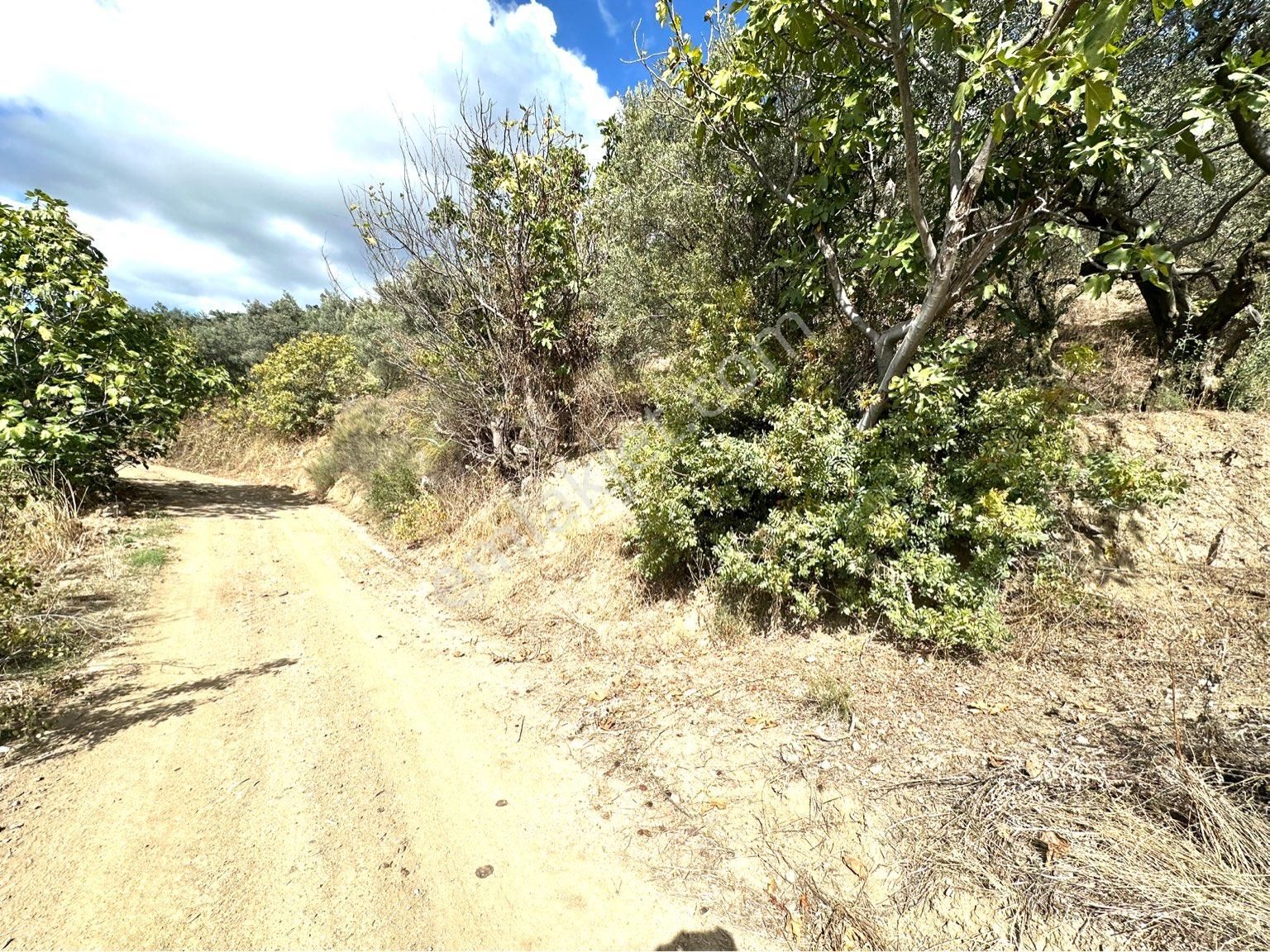 Tırpan Gayrimenkulden Mirzaobada 395m2 Yola Cephe Köye Yakın Zeytinlik - Görsel 14