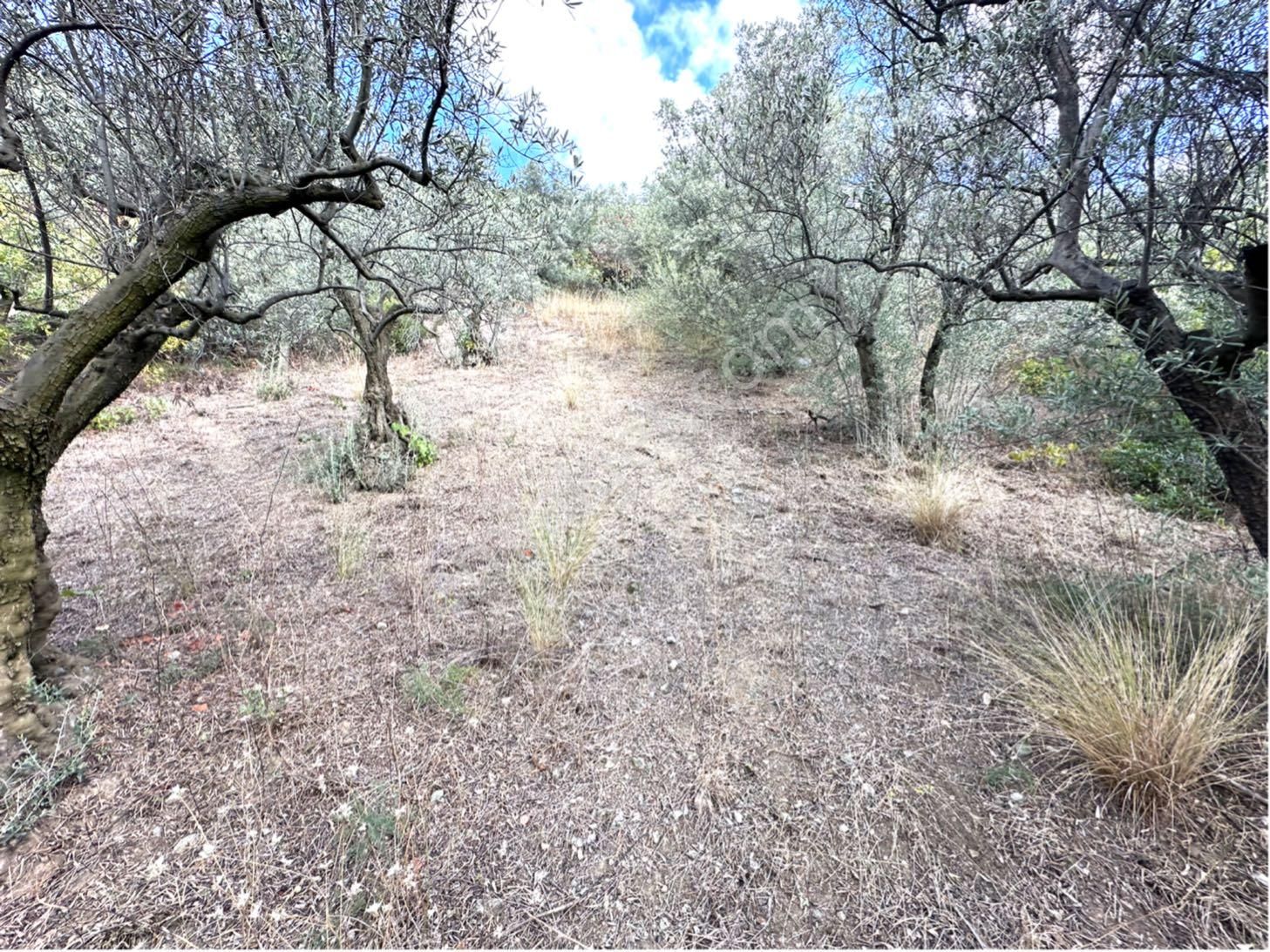 Tırpan Gayrimenkulden Mirzaobada 395m2 Yola Cephe Köye Yakın Zeytinlik - Görsel 10