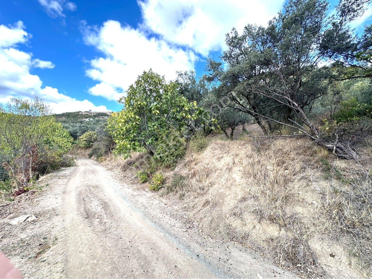 Tırpan Gayrimenkulden Mirzaobada 395m2 Yola Cephe Köye Yakın Zeytinlik - Görsel 2