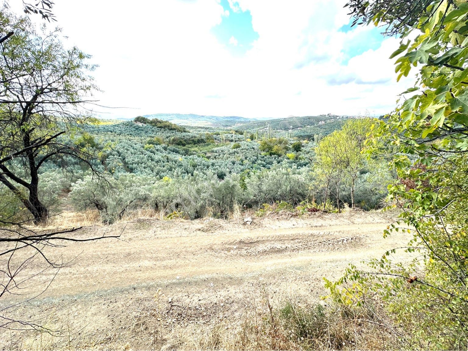 Tırpan Gayrimenkulden Mirzaobada 395m2 Yola Cephe Köye Yakın Zeytinlik - Görsel 8