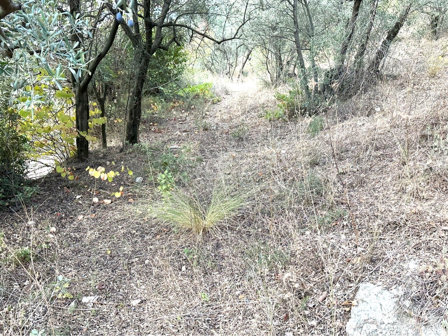 Tırpan Gayrimenkulden Mirzaobada 395m2 Yola Cephe Köye Yakın Zeytinlik - Görsel 15