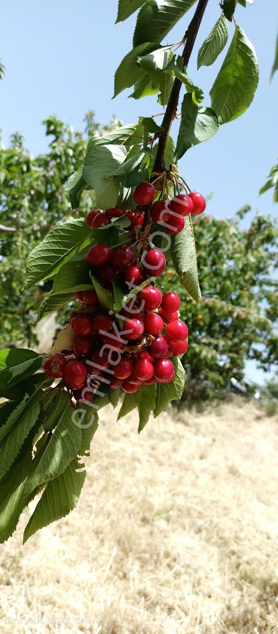 Bayındır Osmanlar Satılık Tarla  BAYINDIR OSMANCIKTA 2 DÖNÜM KİRAZ BAHÇESİ YOL KENARI SATILIK