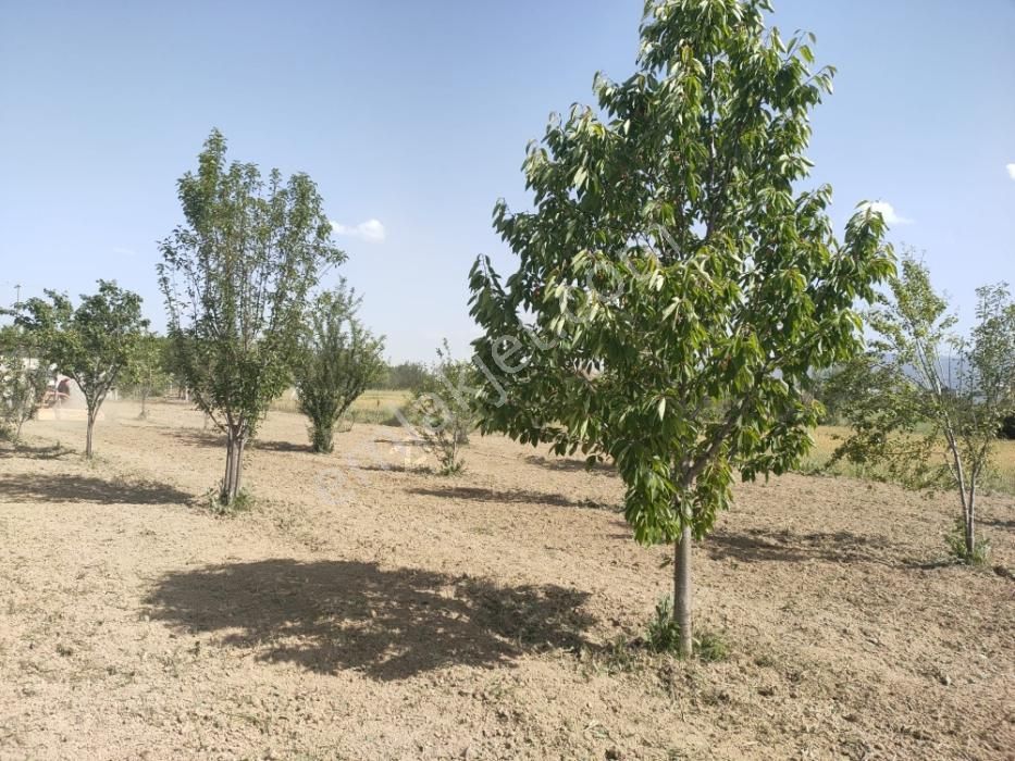 Tunçez Gm Doğrugöz Piknik Alanı Yanı 1.440 M2 Satılık Bahçe - Görsel 6