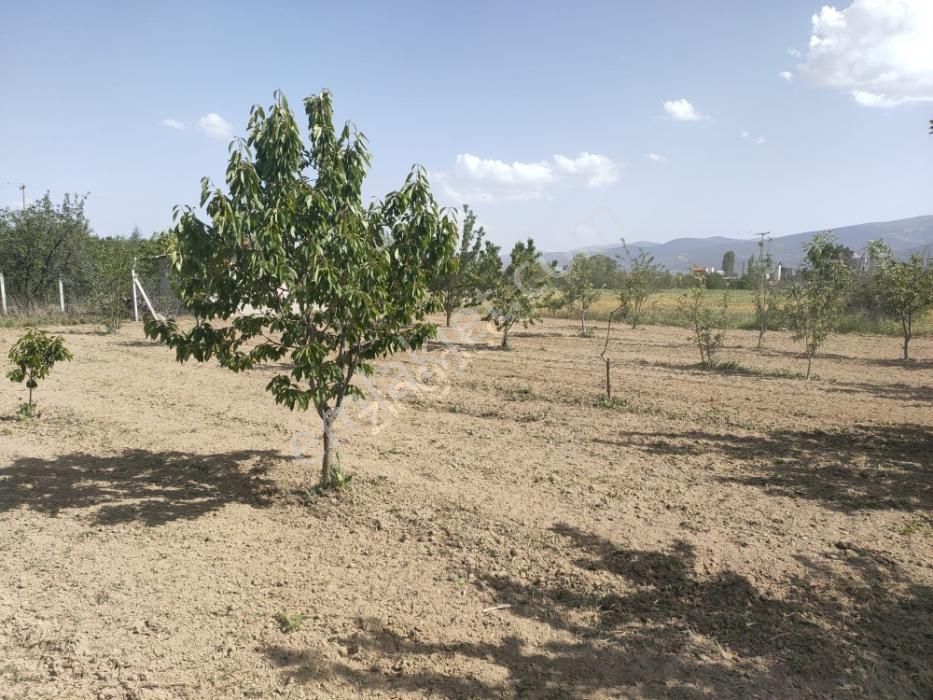 Tunçez Gm Doğrugöz Piknik Alanı Yanı 1.440 M2 Satılık Bahçe - Görsel 7