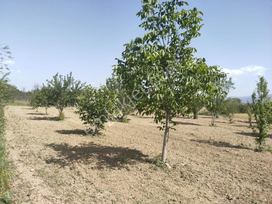 Tunçez Gm Doğrugöz Piknik Alanı Yanı 1.440 M2 Satılık Bahçe - Görsel 5