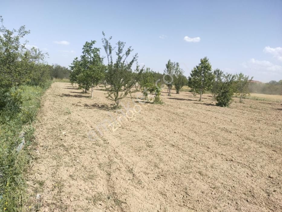 Tunçez Gm Doğrugöz Piknik Alanı Yanı 1.440 M2 Satılık Bahçe - Görsel 9