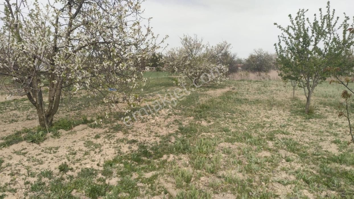 Tunçez Gm Doğrugöz Piknik Alanı Yanı 1.440 M2 Satılık Bahçe - Görsel 11