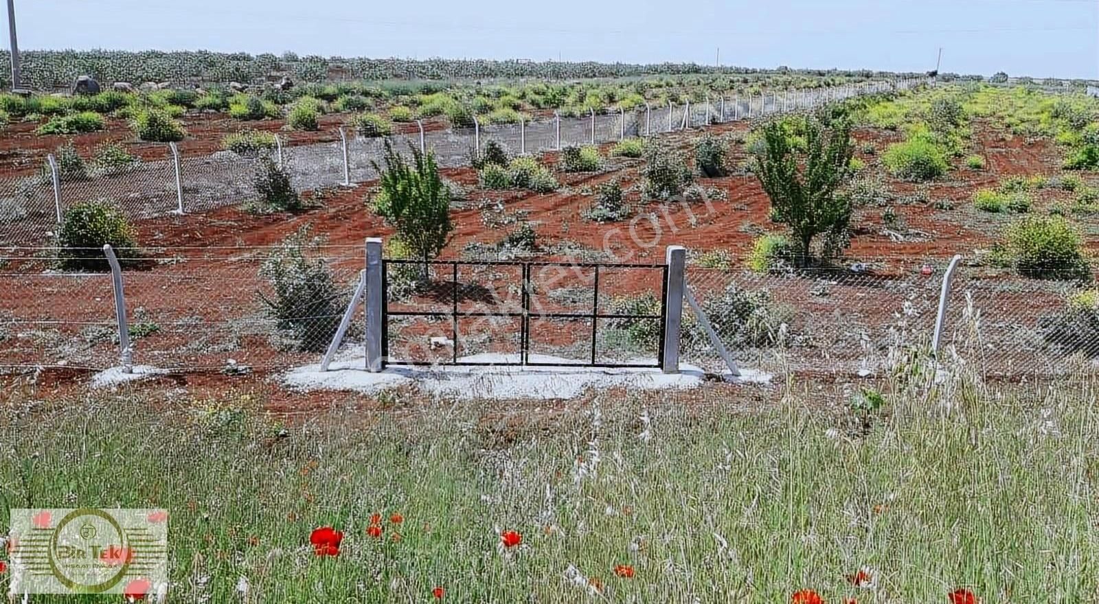 Oğuzeli İkizkuyu Satılık Tarla ANA ASFALTA SIFIR BAĞ EVİ YAPMAYA UYGUN ELEKTRIK SU SORUNU YOK