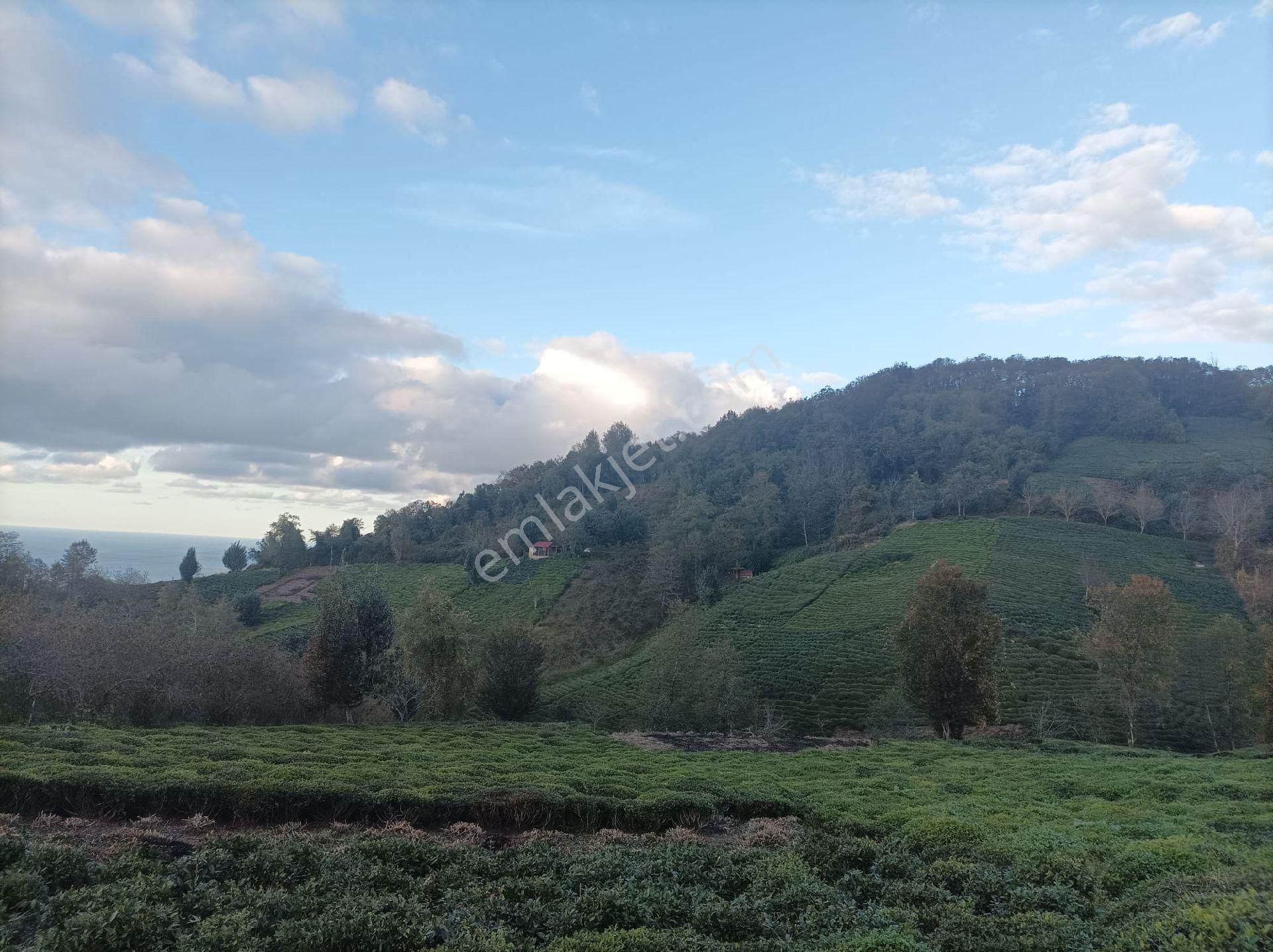 Eynesil Dereköy Köyü (Aşağı) Satılık Tarla Giresun Eynesil Çay Bahçesi