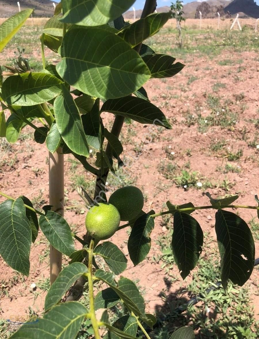 Ulukışla Porsuk Köyü (Küme 2) Satılık Bağ & Bahçe Ulukışla da fırsat ceviz bahçesi