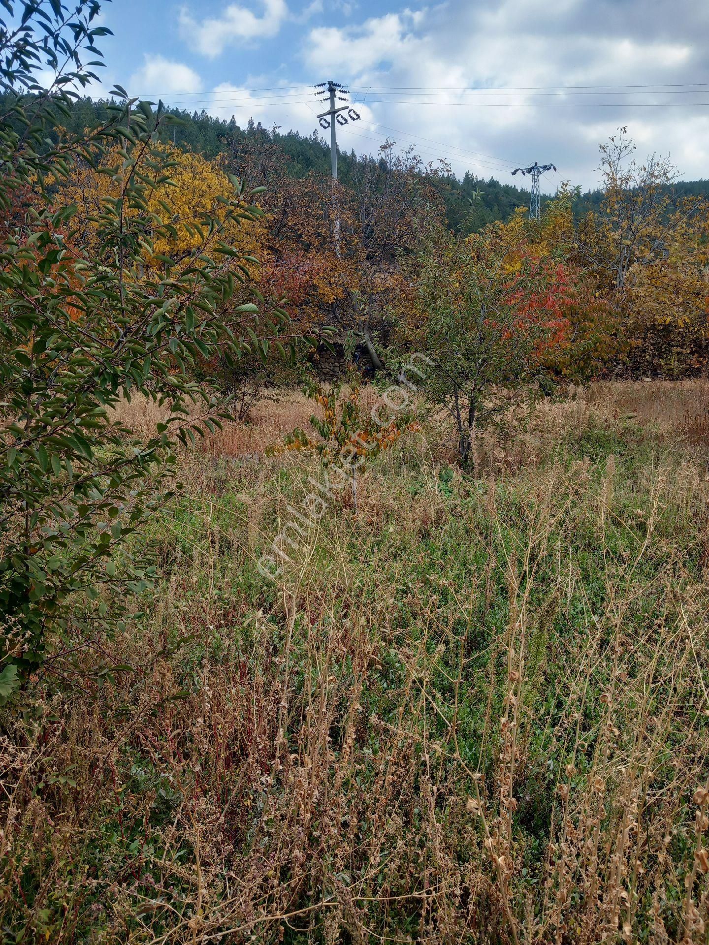 Cetın Emlaktan Satılık Engıllıde Meyve Bahcesı - Görsel 13