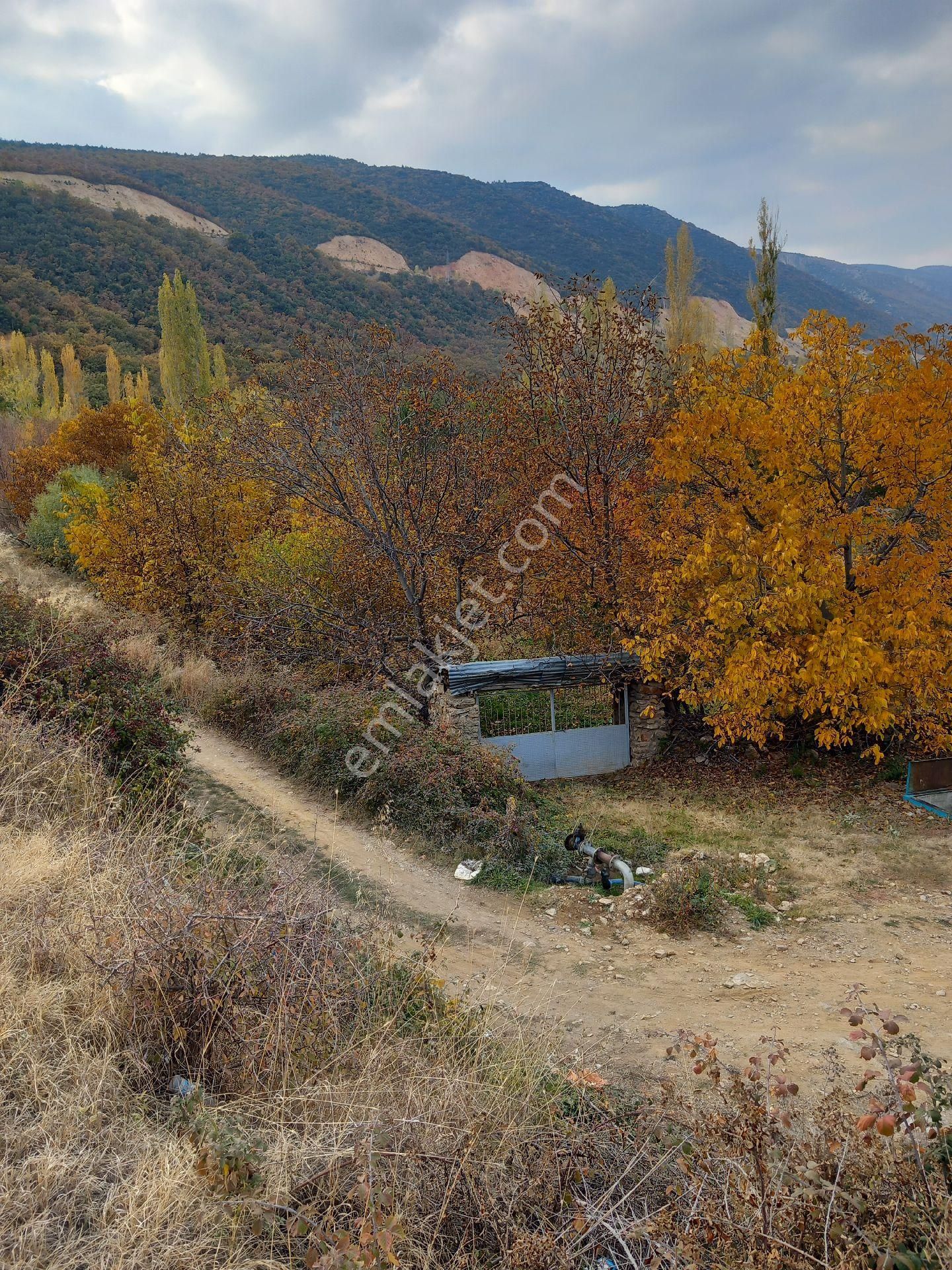 Cetın Emlaktan Satılık Engıllıde Meyve Bahcesı - Görsel 4