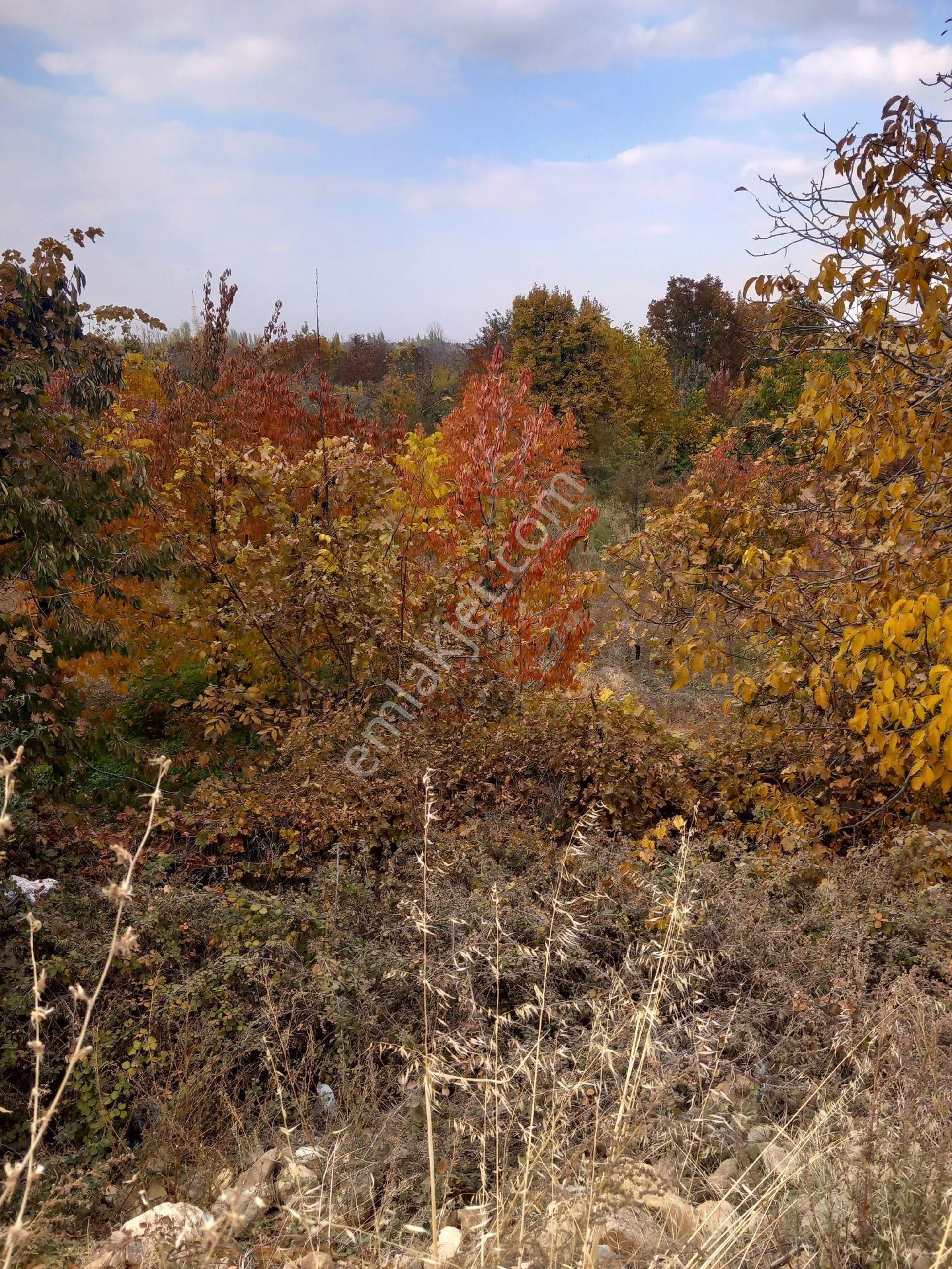 Cetın Emlaktan Satılık Engıllıde Meyve Bahcesı - Görsel 8