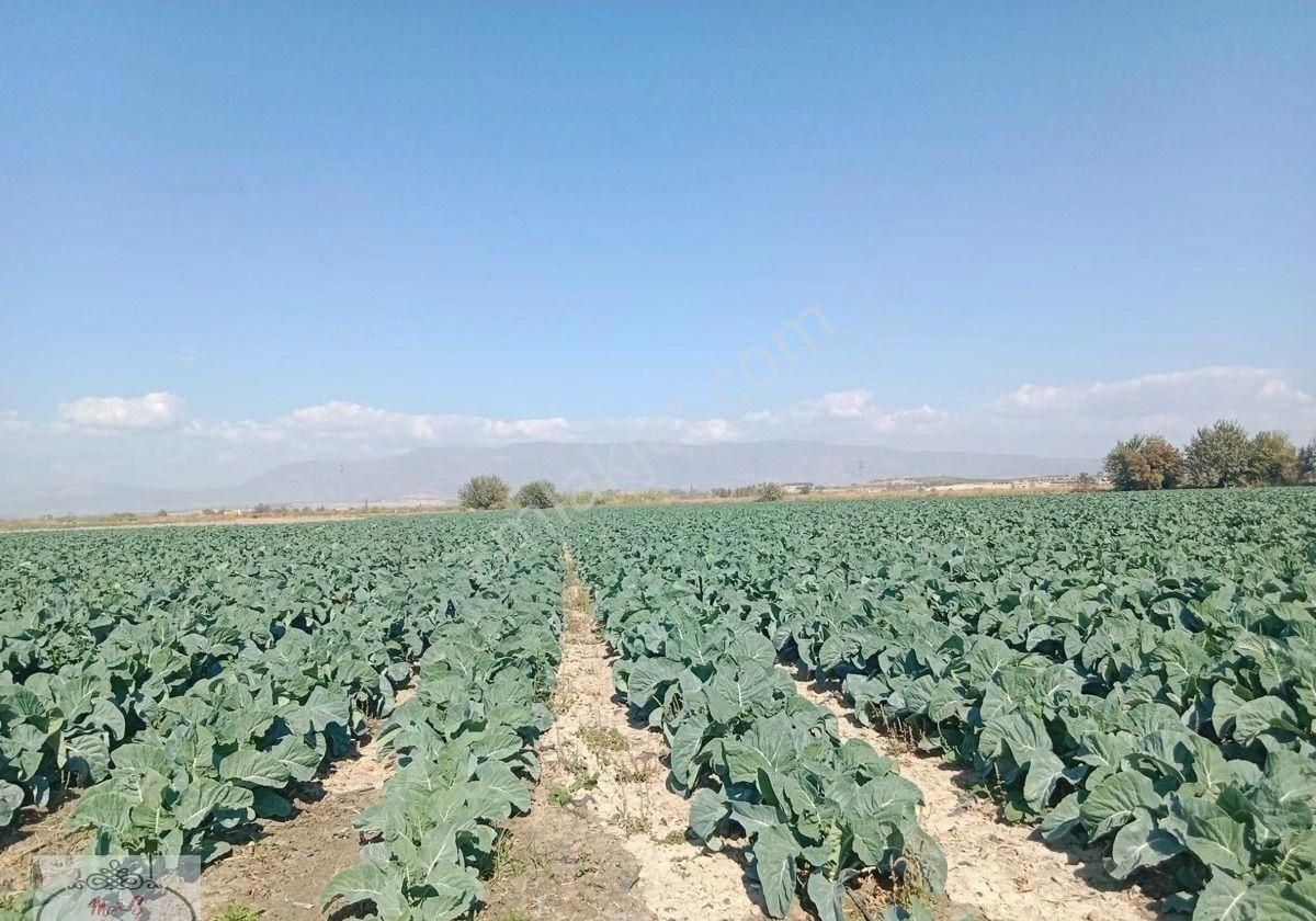 Salihli Taytan Satılık Bağ & Bahçe Manisa Salihli Taytan Da Bulunan Tarlamız Satılıktır.