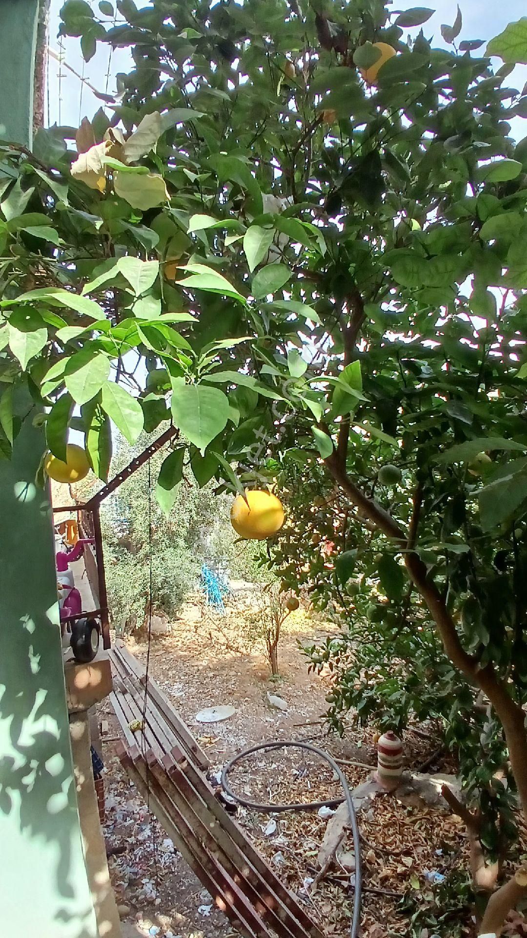 Erdemli Çiriş Satılık Tarla ARSA VASFINDA 