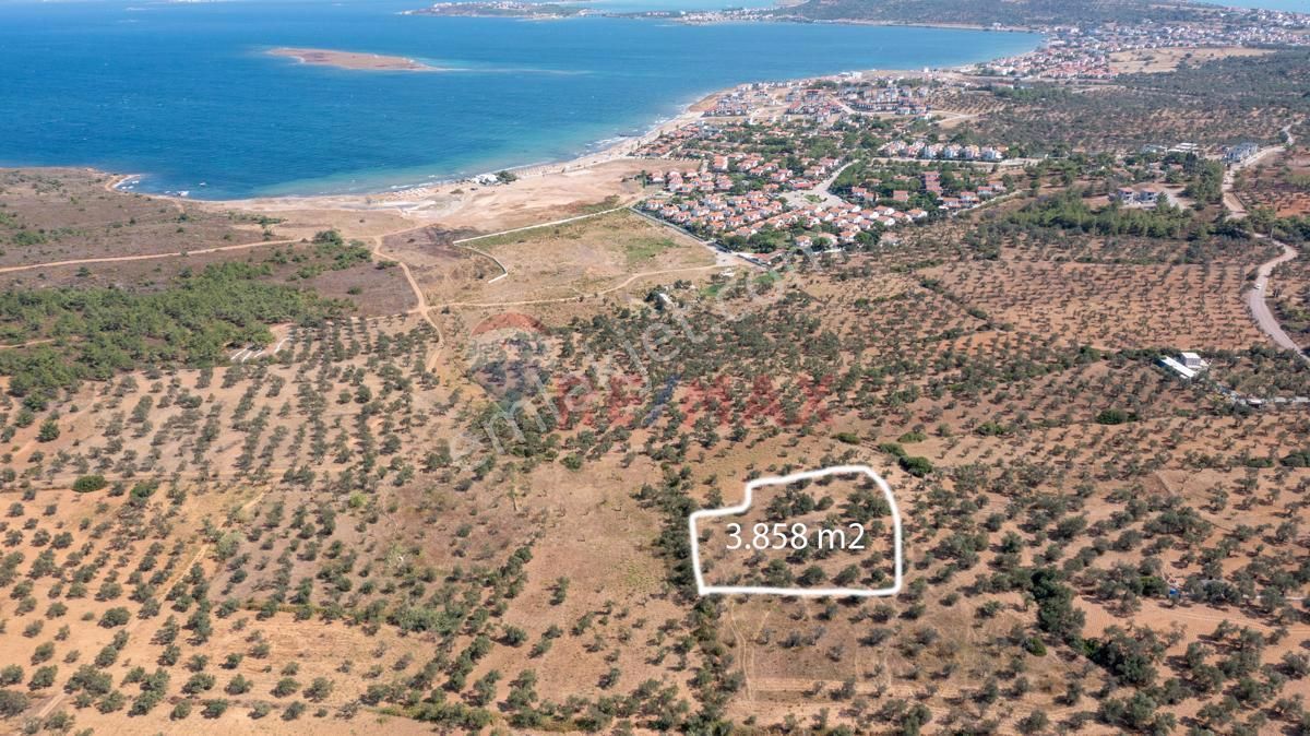 Ayvalık Namık Kemal Satılık Zeytinlik Ayvalık Cunda Ada'sında Harika Konumda Satılık Zeytinlik 3858 M2