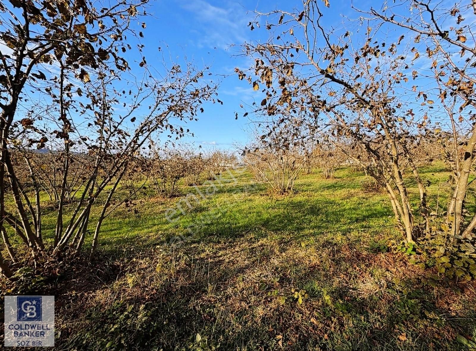 Kaynarca Ömerağa Satılık Tarla Adapazarı Kaynarca Ömerağa 23.634m2 Satılık Fındık Bahçesi Ve Ev