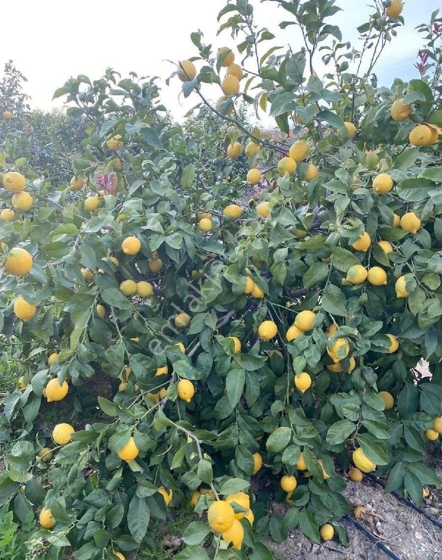 Tarsus Kerimler Satılık Bağ & Bahçe yediveren limon !!!!