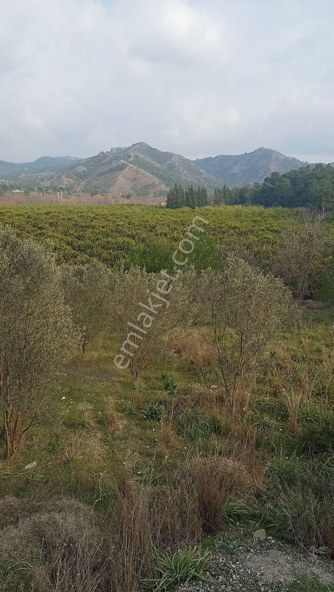 Ortaca Yerbelen Satılık Tarla Muğla Ortaca Yerbeleni Satılık Tarla Müstakil Parselli